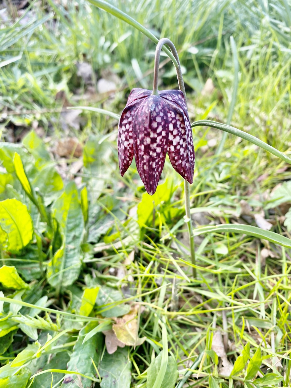 Kuevitsbloem - Planten - Kievitsbloem