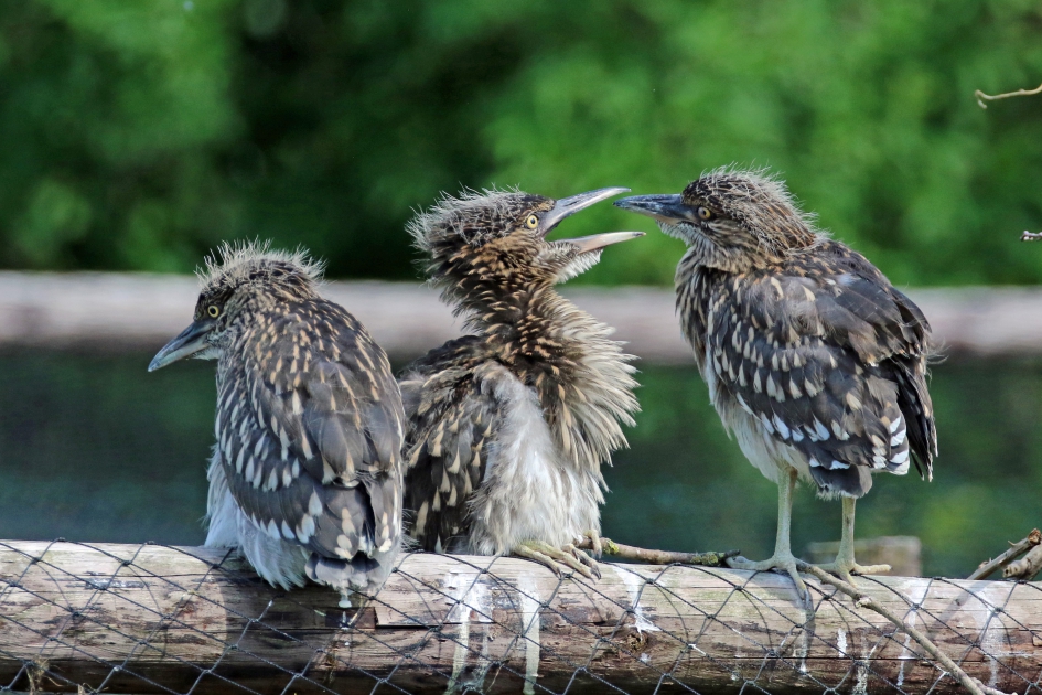 Kwak, kwak en kwak - Vogels - 