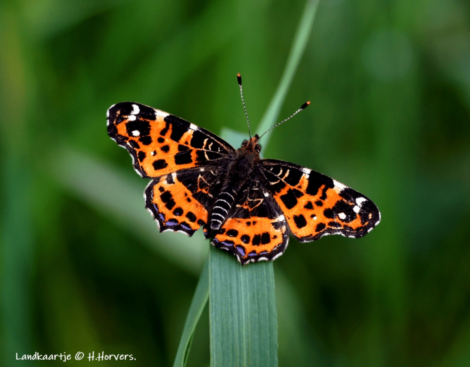 Landkaartje - Geleedpotigen - Landkaartje