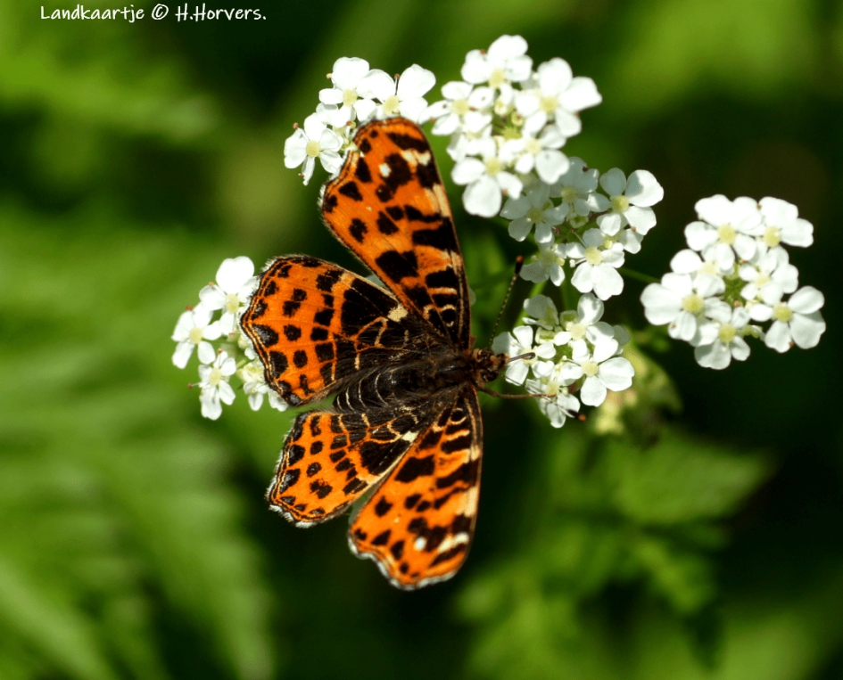 Landkaartje - Geleedpotigen - Landkaartje