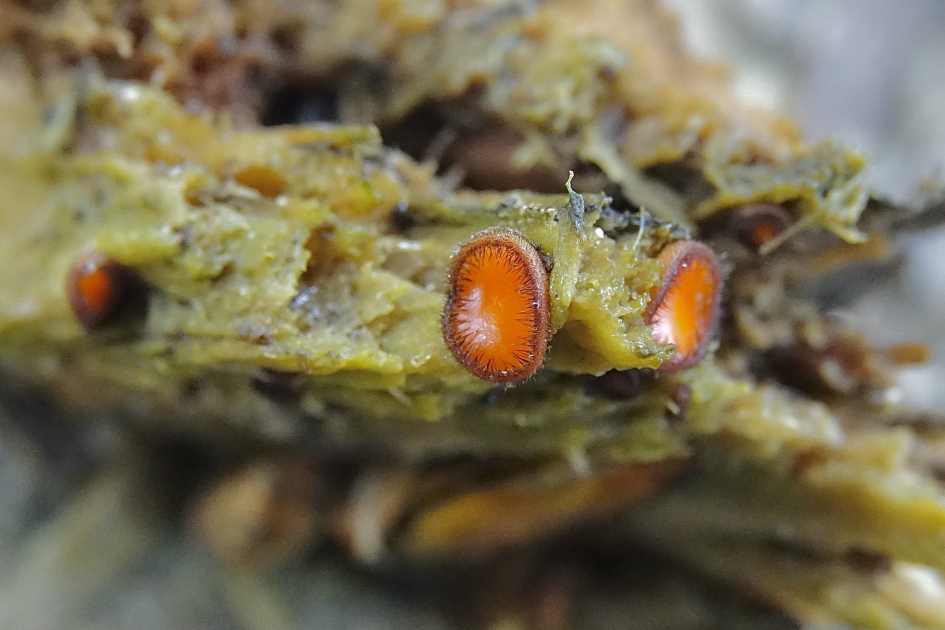 Lange Wimpers - Schimmels - Gewone Wimperzwam