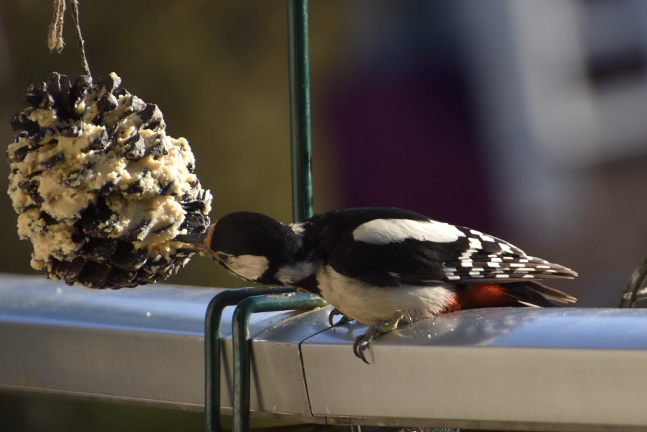 Lekker snoepen - Vogels - Grote bonte specht