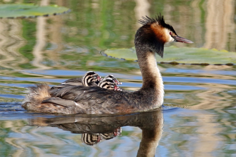 Lekker veilig bij mams - Vogels - 