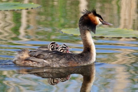 Lekker veilig bij mams