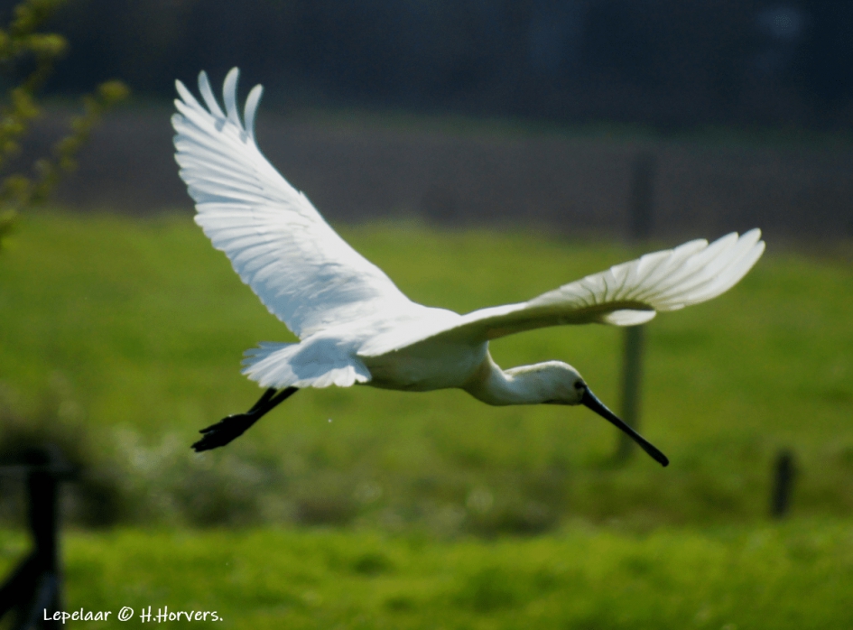 Lepelaar - Vogels - Lepelaar