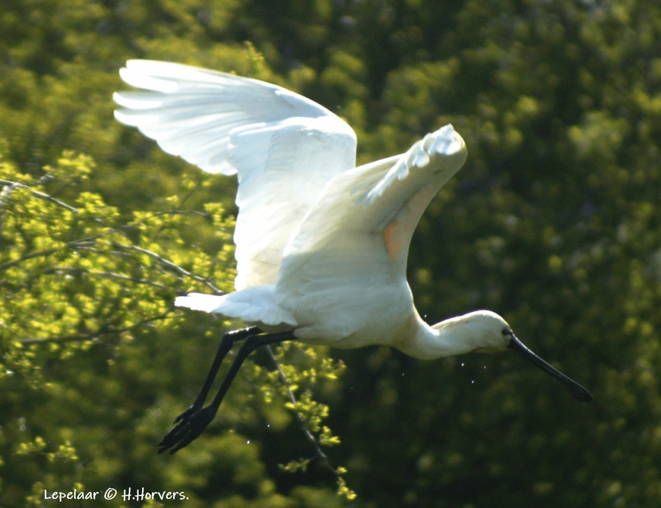 Lepelaar - Vogels - Lepelaar