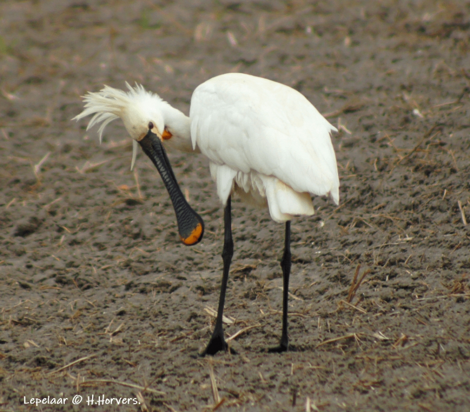 Lepelaar - Vogels - Lepelaar
