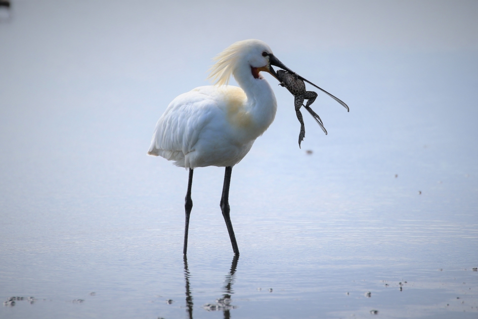 lepelaar met bijzondere vangst - Vogels - Lepelaar
