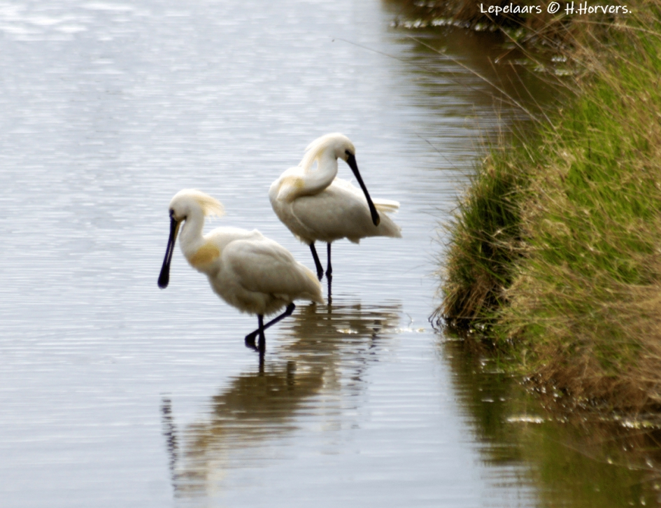 Lepelaars - Vogels - Lepelaars