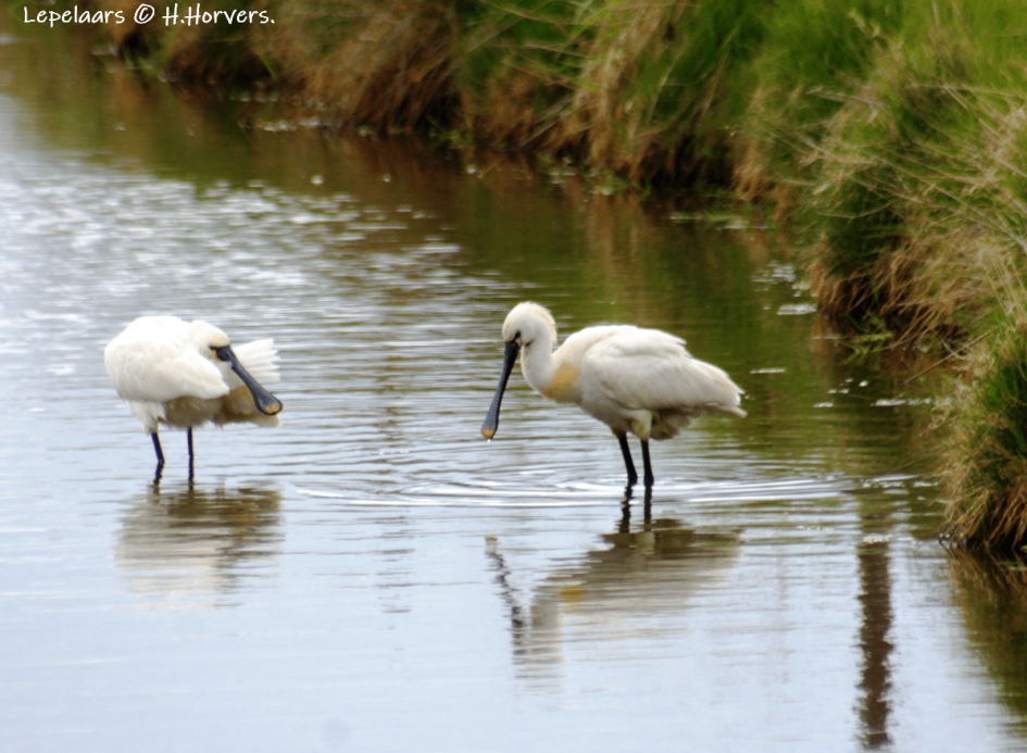 Lepelaars - Vogels - Lepelaars
