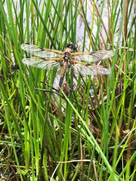 Libelle
