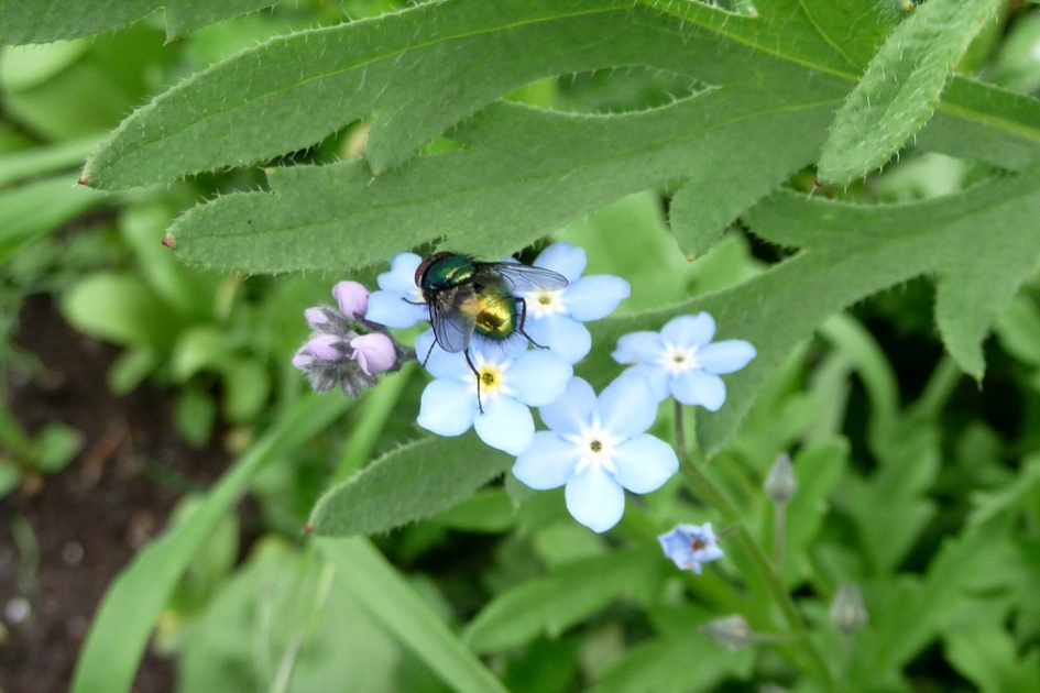 Lief blauw met bezoek - Planten - Vergeet mij nietje