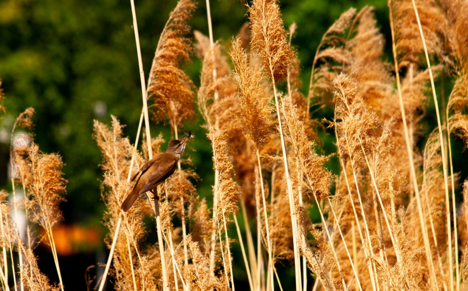 Lunchtijd Grote Karekiet - Vogels - Grote Karekiet