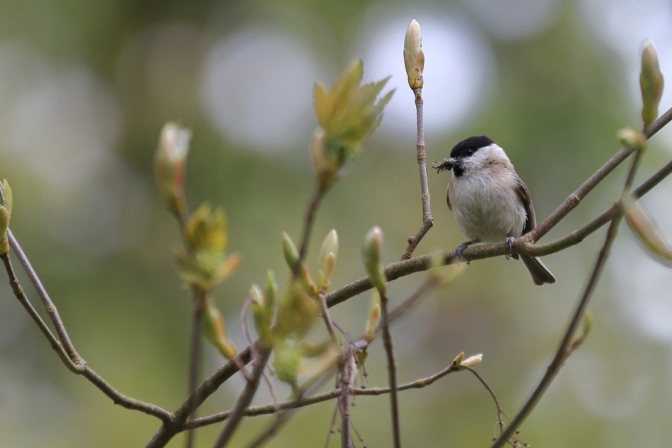 maaltijd bezorgd aan huis - Vogels - glanskop