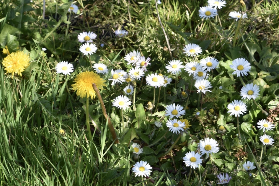 Madeliefjes - Planten - 