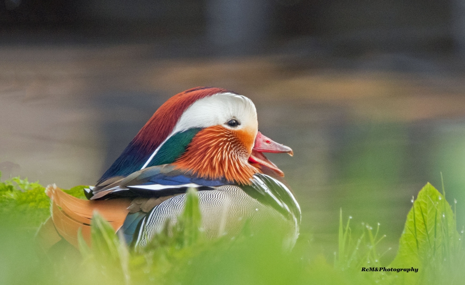 Mandarijneend. - Vogels - Mandarijneend.