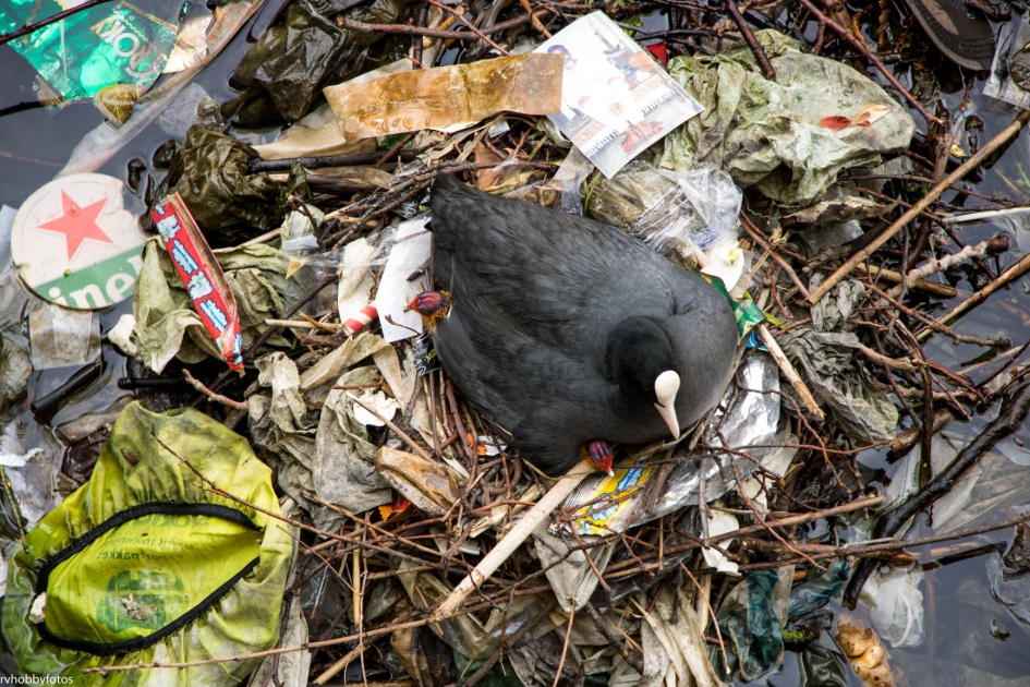 "Mede mogelijk gemaakt door Heineken" - Vogels - "kraambed van zwerfafval"