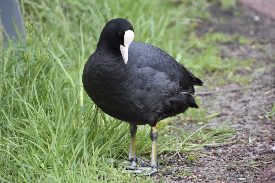 Meerkoet 2 - Vogels - 