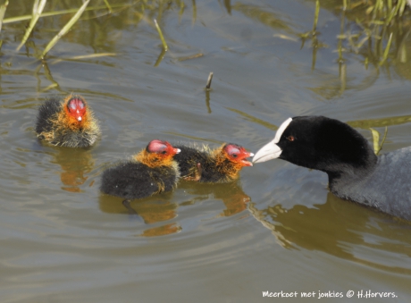 Meerkoet met jonkies