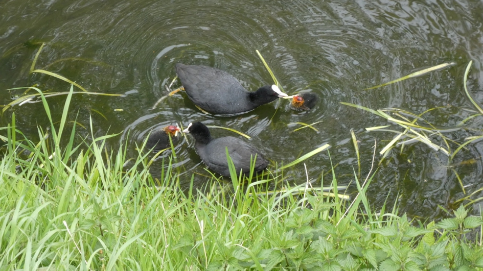 meerkoeten+kids stereo voeren - Vogels - Meerkoet