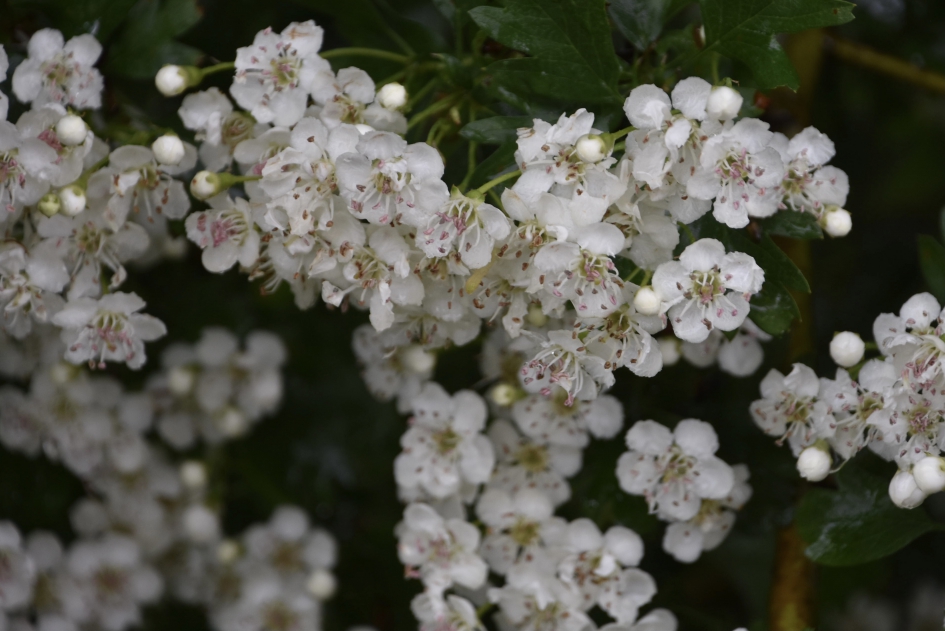 Meidoorn - Planten - 