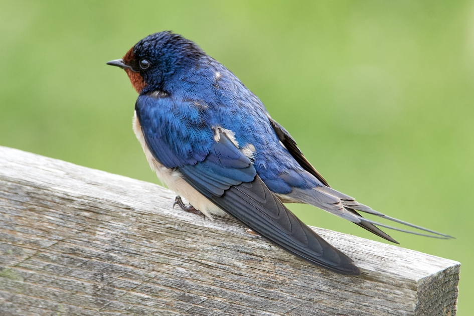 Met boerenkiel - Vogels - Boerenzwaluw