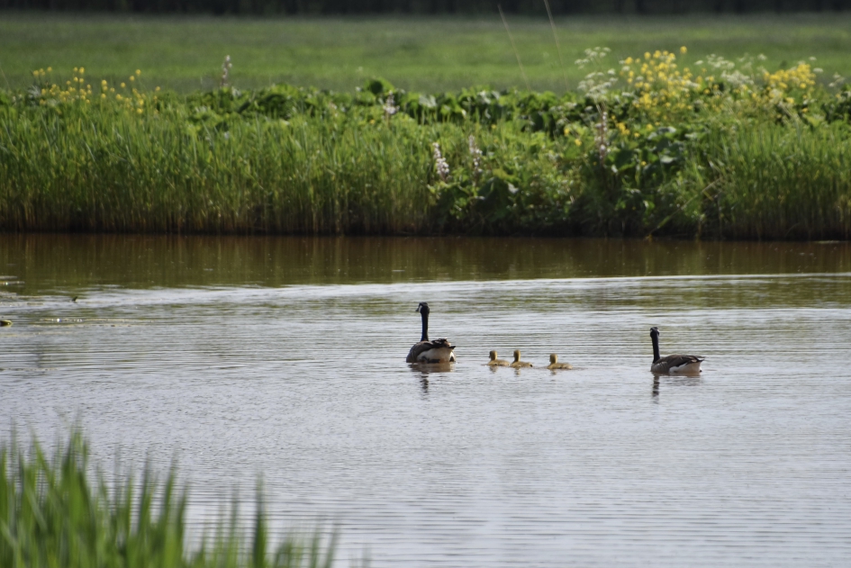 Met pulletjes in het water - Vogels - 