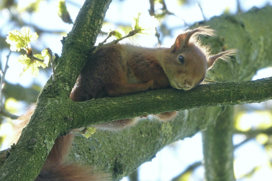 Middagdutje op hoogte - Zoogdieren - Eekhoorn