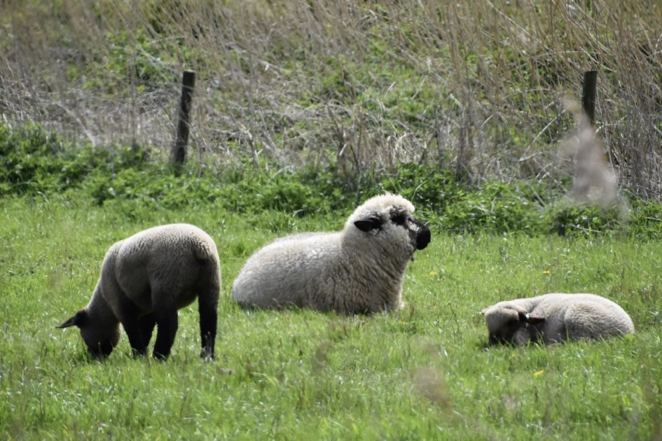 Moeder en dochters - Zoogdieren - 
