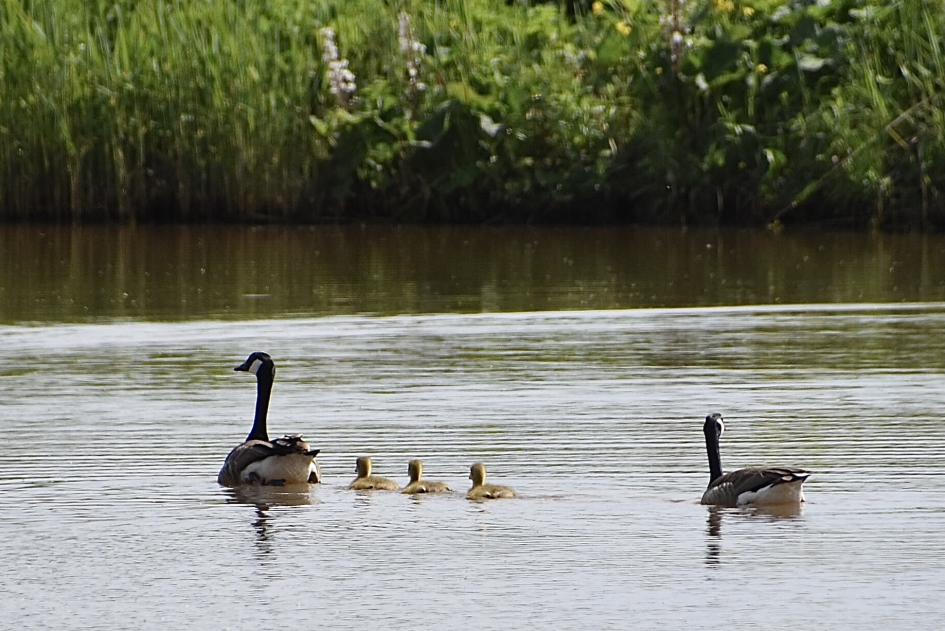 Mooi gezinnetje - Vogels - Canadese ganzen