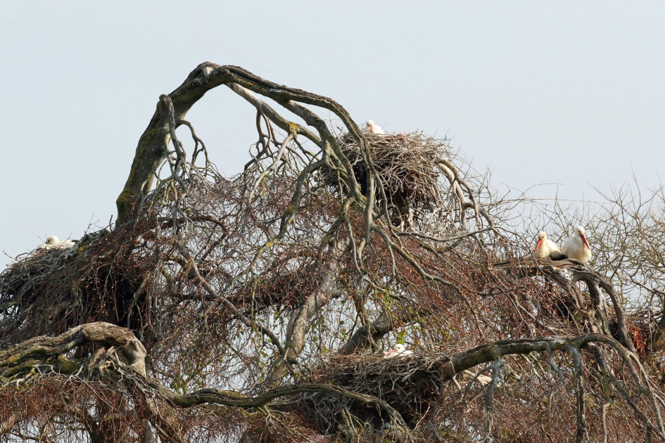 Mooi nestplekje - Vogels - 