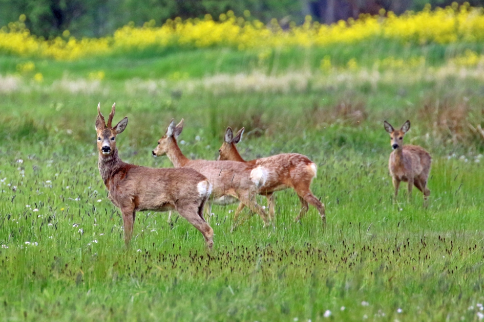 Mooie lentemorgen ontmoeting - Zoogdieren - 