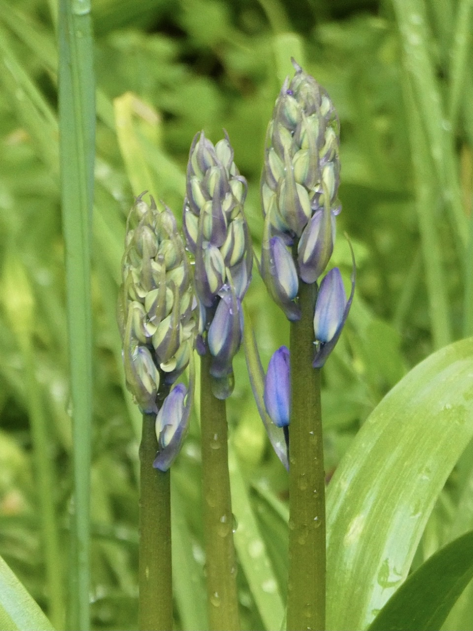 Wilde boshyacint - Planten - 