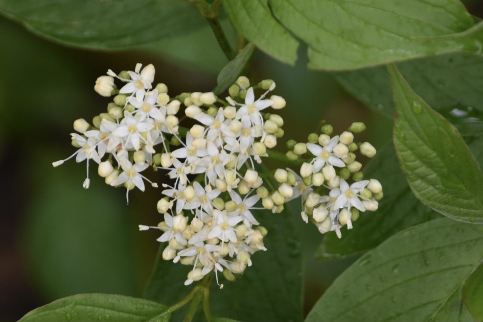 Naam onbekend - Planten - 