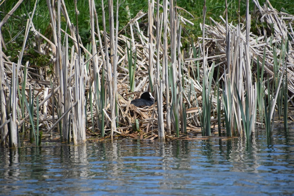Nest langs de Goyerdijk - Vogels - 