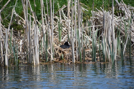 Nest langs de Goyerdijk