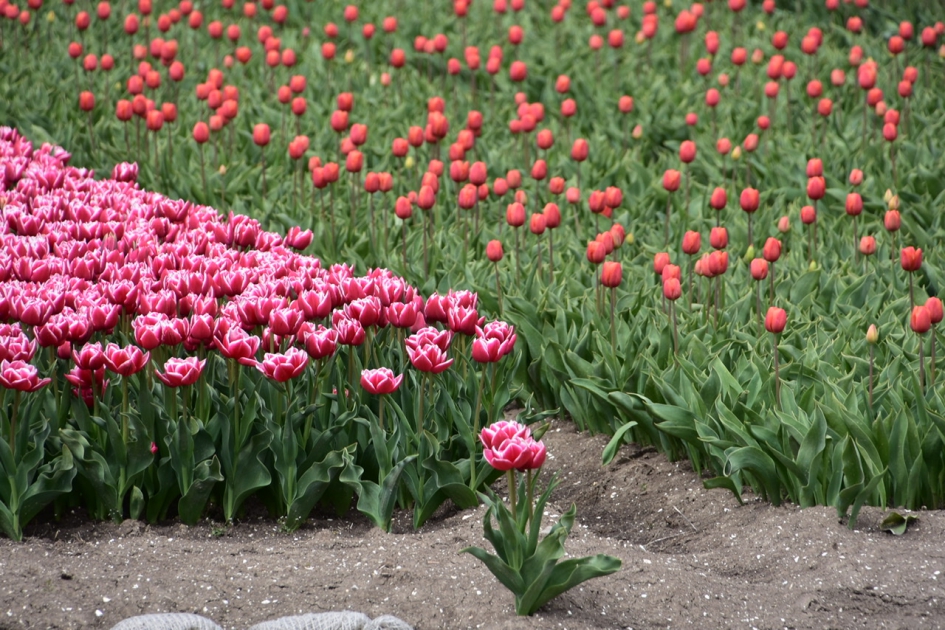 Nog steeds tulpenvelden - Planten - 