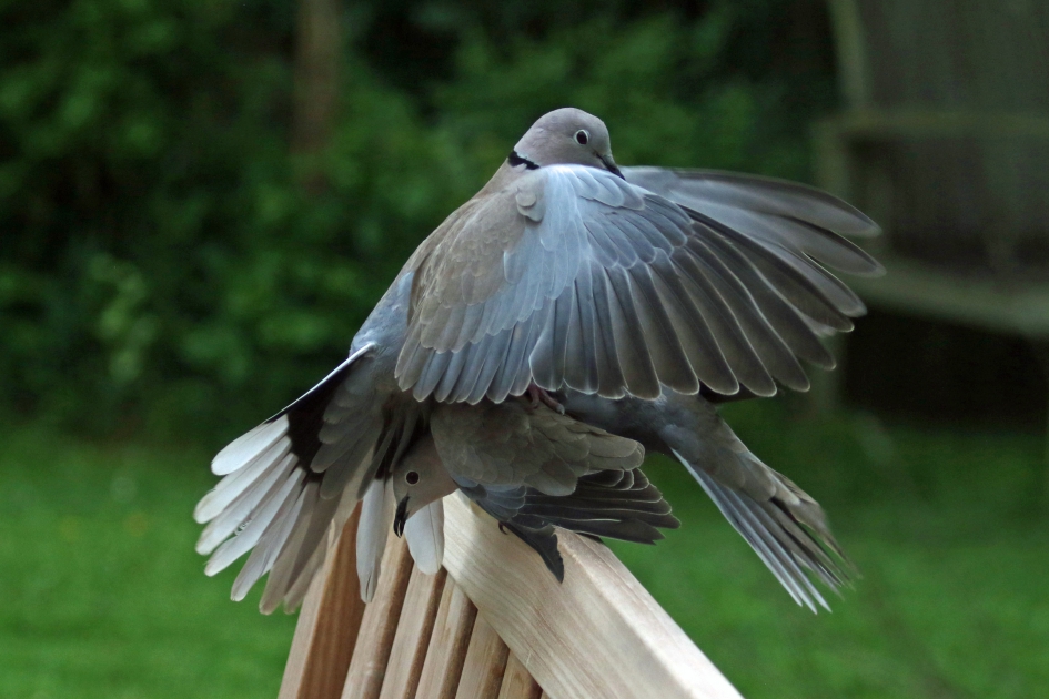 Oeps - Vogels - Turkse tortel