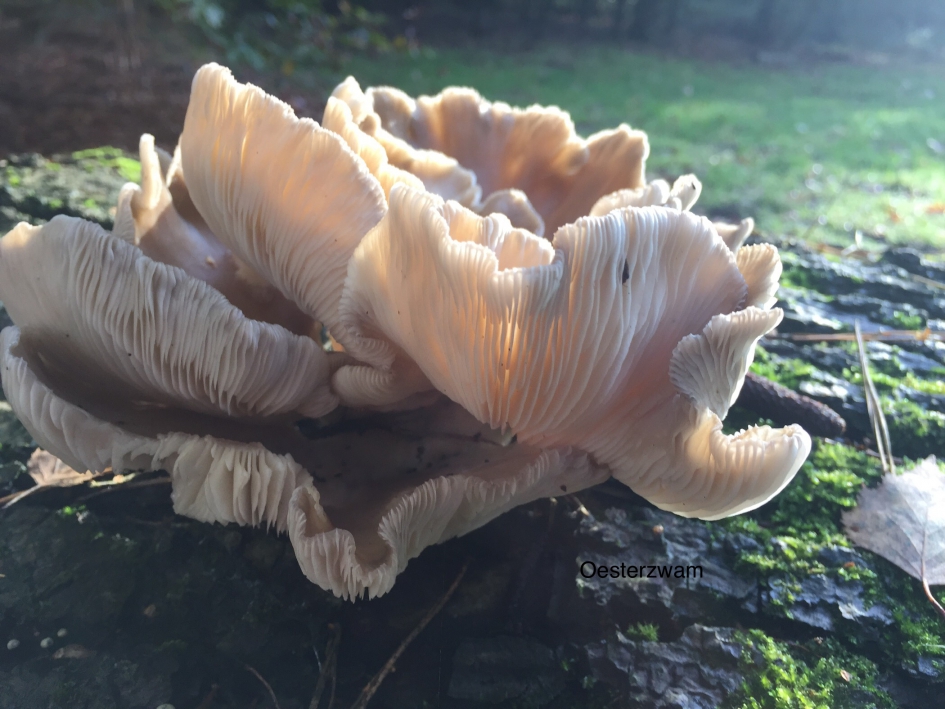 Oesterzwam in de ochtendzon - Schimmels - Oesterzwam