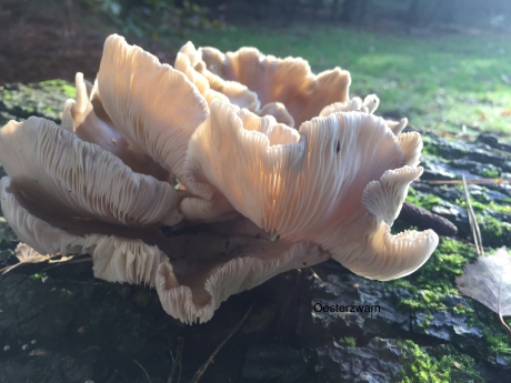 Oesterzwam in de ochtendzon