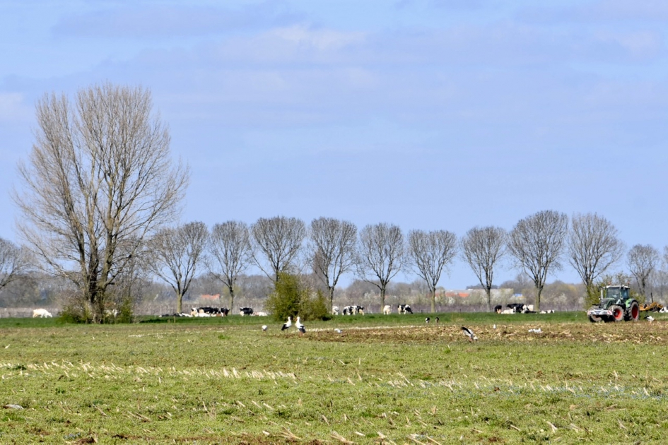 Ooievaars in het land - Vogels - 