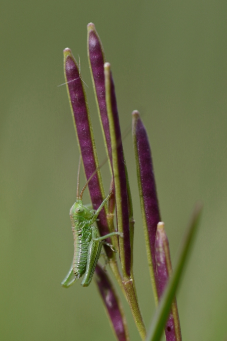 op de kleintjes letten