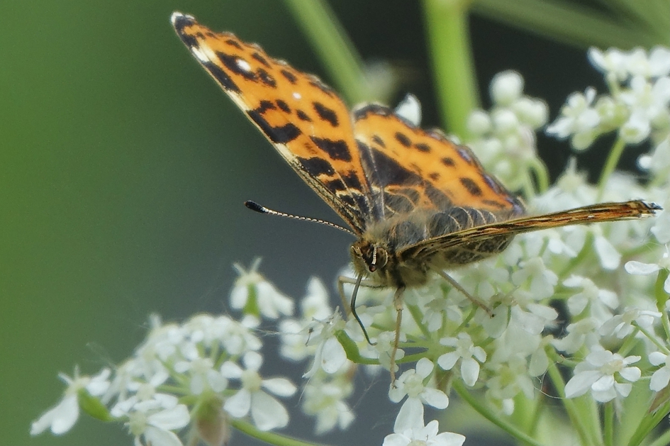 Op Fluitenkruid - Geleedpotigen - Landkaartje