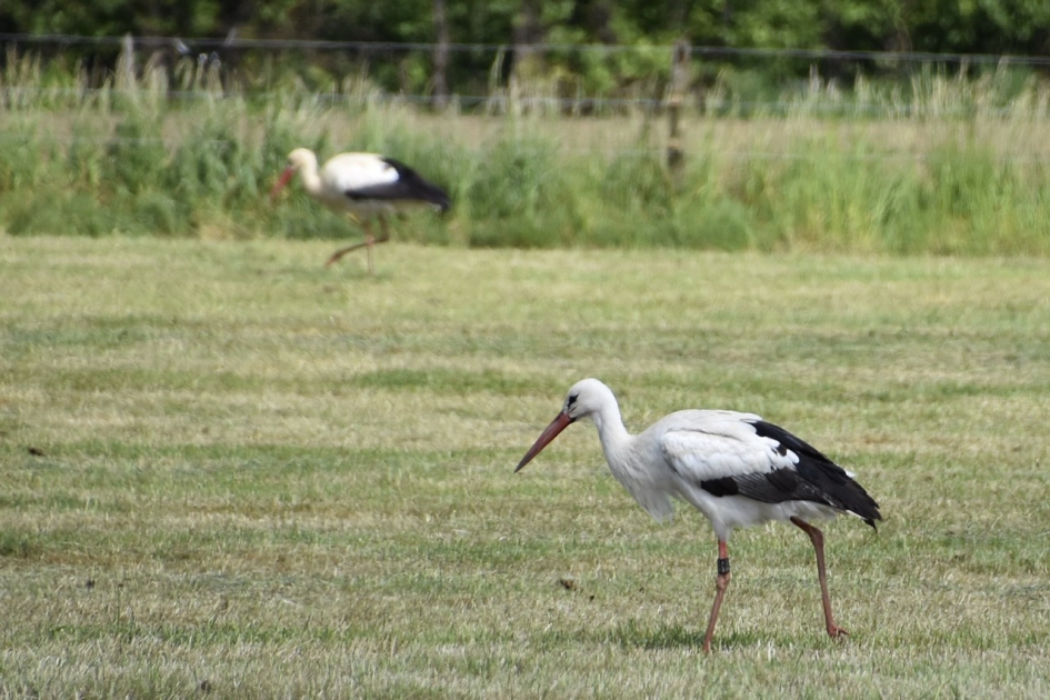 Op zoek.. - Vogels - 