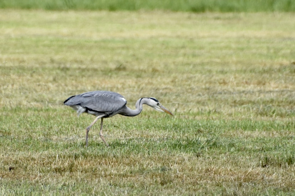 Op zoek... - Vogels - 