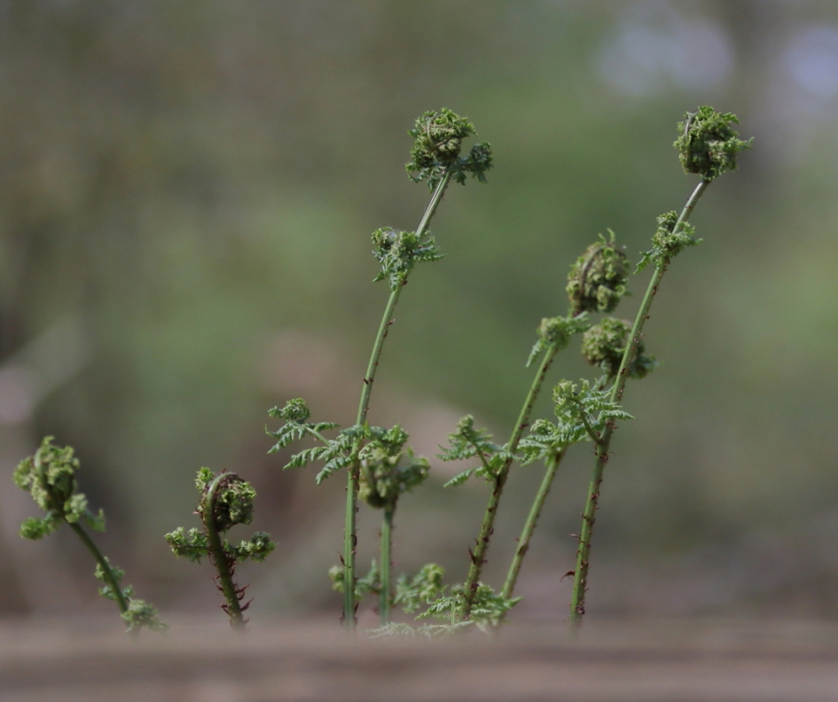 ''opgerold'' staat netjes - Planten - smalle stekelvaren