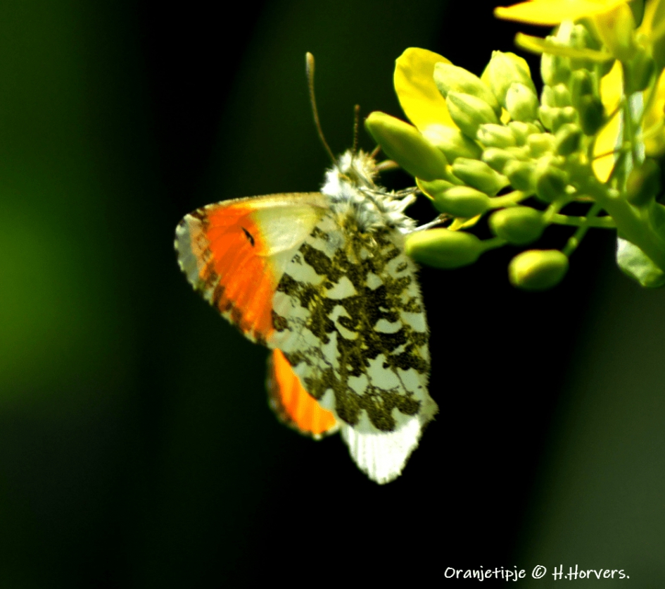 Oranjetipje. - Geleedpotigen - Oranjetipje.