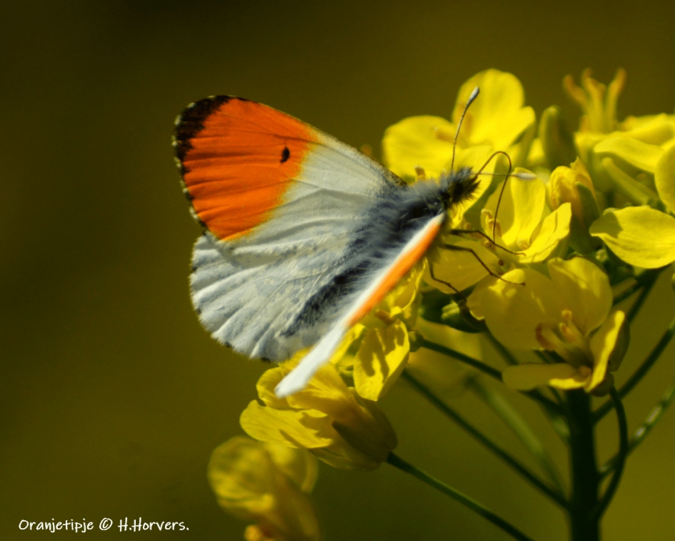 Oranjetipje. - Geleedpotigen - Oranjetipje.