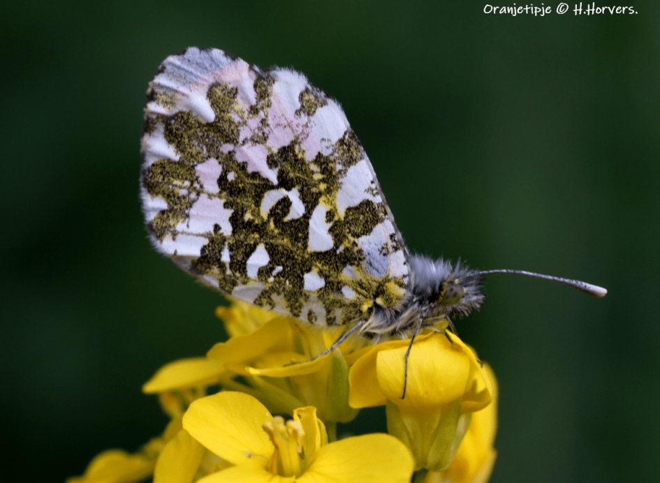 Oranjetipje. - Geleedpotigen - Oranjetipje.