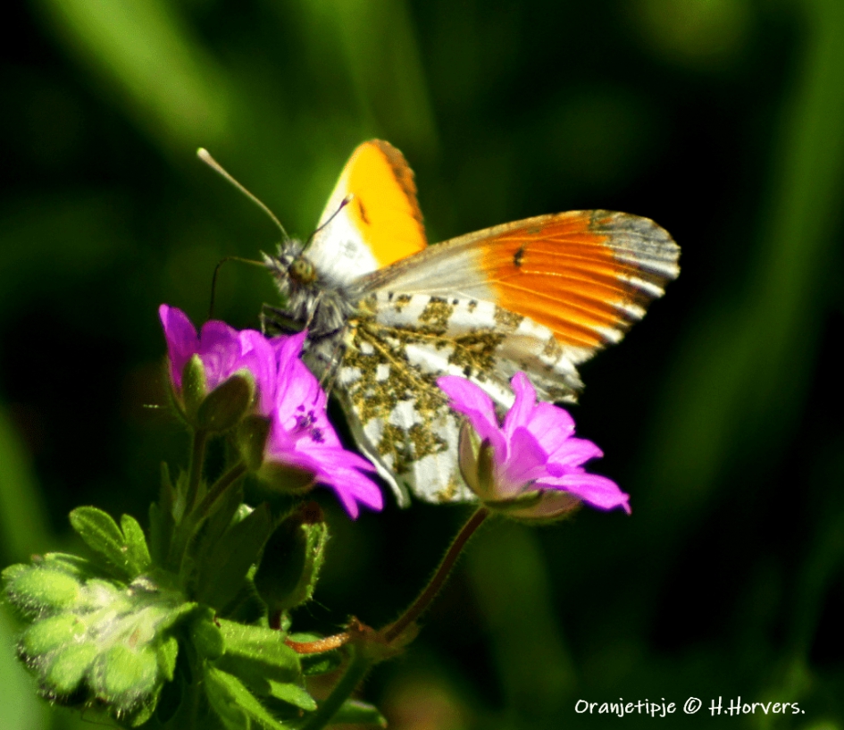 Oranjetipje - Geleedpotigen - Oranjetipje